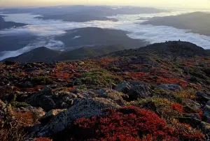 White Mountain Prints: Alpine Vegetation. Fall. Autumn colors above treeline in New Hampshires White Mountains