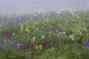 Alpine wildflower, Mount Rainier National Park
