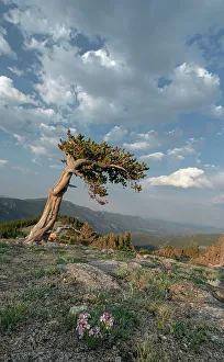 High Country Prints: Alpine wildflowers and bristlecone pines, Mount Evans Wilderness Area, Colorado