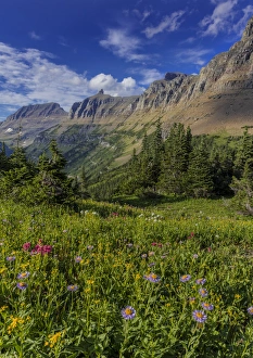 Images Dated 8th August 2016: Alpine wildflowers with Garden Wall at Logan Pass in Glacier National Park, Montana, USA
