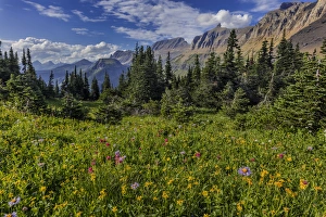 Alpine wildflowers with Garden Wall at Logan Pass in Glacier National Park, Montana, USA