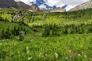 Images Dated 10th January 2023: Alpine wildflowers in Hole in the Wall Basin in Glacier National Park, Montana, USA