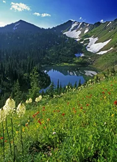 Flathead Valley Prints: Alpine Wildflowers in the Jewel Basin in the Swan Range of Montana