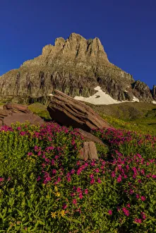 Alpine wildflowers with Mount Clements at Logan Pass in Glacier National Park, Montana