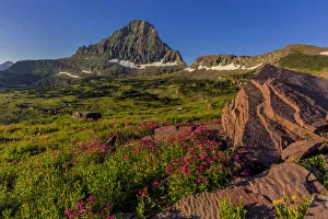 Meadows Prints: Alpine wildflowers with Mount Reynolds at Logan Pass in Glacier National Park, Montana