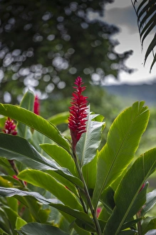 Hawaii Prints: Alpinia purpurata, Hanalei, Hawaii, Kauai, Red Ginger