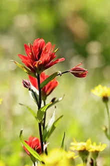 Domestic Prints: Alstroemeria