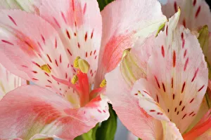 Images Dated 6th March 2007: Alstroemeria close-up, Marion Co. IL