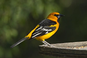 Images Dated 6th January 2012: Altamira Oriole (Icterus gularis) adult at feeder on the Rio Grande, south Texas
