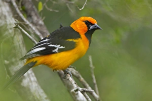 Altamira Oriole (Icterus gularis) adult in habitat on the Rio Grande, south Texas