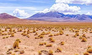Bolivia Prints: Altiplano, Bolivia