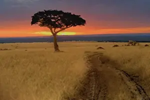 Mystical Prints: A amazing sunrise that caught my eye as we crossed the road with a silhouetted tree in front of it