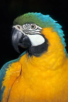 Images Dated 10th March 2006: Amazon, Brazil. Blue and yellow macaw; Arara-caninde (Ara ararauna)