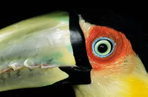 Images Dated 19th March 2007: Amazon, Brazil. Close-up of the eye and upper beak of a red-breasted toucan (Ramphastos