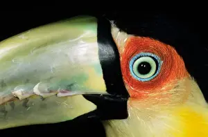 Watch Prints: Amazon, Brazil. Close-up of the eye and upper beak of a red-breasted toucan (Ramphastos