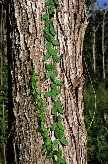 Amazon, Brazil. Grey tree trunk with green climbers growing up it. Living forest