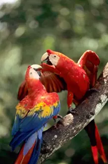 Amazon, Brazil. Pair of Scarlet Macaws (Ara macao) on a branch