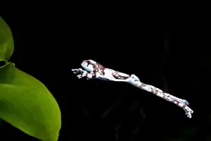 David Northcott Prints: Amazon Cave / Milk Frog, Phrynohyas (Trachycephalus) resinifictrix, Native to Brazil