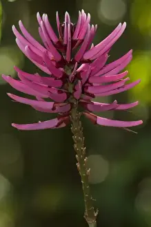 Images Dated 8th October 2010: Amazon Flower, Napo River bordering Yasuni National Park, Amazon Rainforest, Ecuador