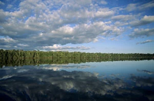 Images Dated 10th March 2006: Amazon; forested river bank reflected in the water with clouds in the sky