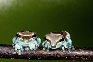 Images Dated 14th September 2024: Amazon milk frog