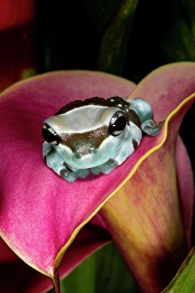 Images Dated 15th September 2024: Amazon milk frog
