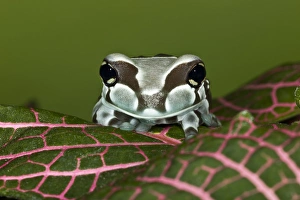 Images Dated 6th November 2010: Amazon Milk Frog, Trachycephalus resinifictrix