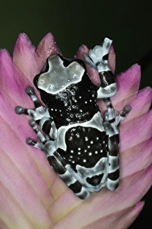 Images Dated 6th November 2010: Amazon Milk Frog, Trachycephalus resinifictrix