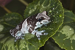 Images Dated 7th November 2010: Amazon Milk Frog, Trachycephalus resinifictrix