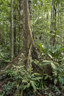 Janet Horton Prints: Amazon National Park, Peru. Ficus tree with buttress roots in the rainforest