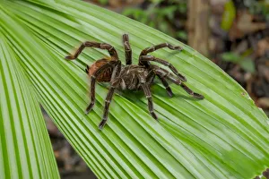 Janet Horton Prints: Amazon National Park, Peru. Giant black and red jungle tarantula (Pamphobeteus petersi)