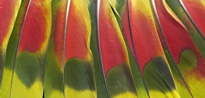 Amazon Parrot tail feather design