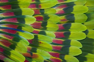 Amazon Parrot tail feathers