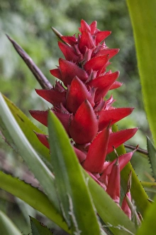Bromeliad Prints: Found throughout the amazon Rainforest is the red bromeliad