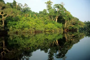 Images Dated 10th March 2006: Amazon; rainforest river bank reflected in the water of the river