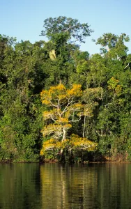 Images Dated 10th March 2006: Amazon; rainforest river bank reflected in the water of the river