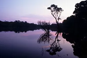 Amazon; rainforest in silhouette with a single tree on a forested river bank reflected