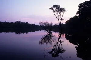 Dense Prints: Amazon; rainforest in silhouette with a single tree on a forested river bank reflected