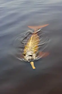 Amazon River Prints: Amazon River, Brazil. Wild pink Amazon River dolphin