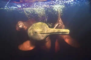 Mammals Prints: Amazon river dolphins, Amazonas, Brazil