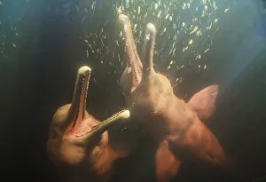 Amazon river dolphins, Amazonas, Brazil