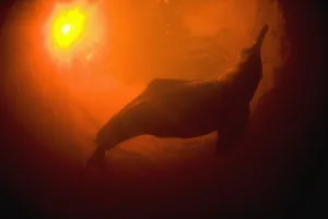 Images Dated 17th July 2008: Amazon River Dolphins or Botos (Inia geoffrensis) Underwater, Rio Negro, Amazonia, Brazil
