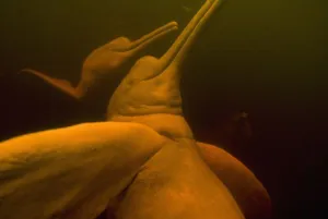 Boutu Prints: Amazon River Dolphins or Botos (Inia geoffrensis) Underwater, Rio Negro, Amazonia, Brazil