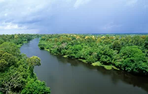 Amazonas State, Brazil. High view of a tributary of the Rio Negro with flowering trees