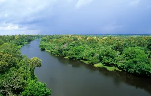 Tributary Prints: Amazonas State, Brazil. High view of a tributary of the Rio Negro with flowering trees