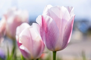 Images Dated 6th March 2024: Amble, Morpeth, Northumberland, England. Purple tulips in the sun