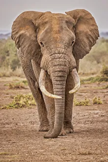 Animal Preserve Prints: Amboseli elephant, Amboseli Nation Park, Africa