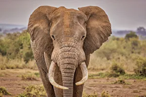 Animal Preserve Prints: Amboseli elephant, Amboseli Nation Park, Africa