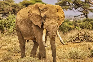 Animal Preserve Prints: Amboseli elephant, Amboseli Nation Park, Africa