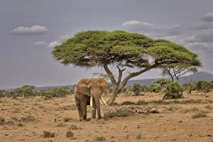 Animal Preserve Prints: Amboseli elephant, Amboseli Nation Park, Africa
